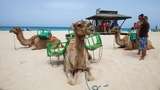 Camels Corralejo