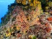 coral en Isla de Tabarca